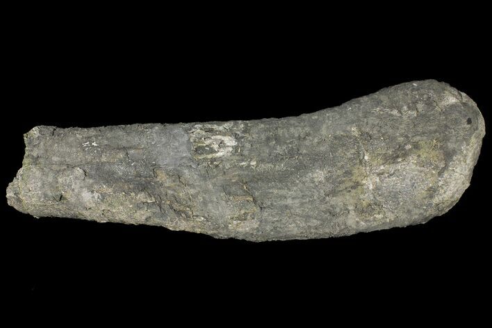 Unprepared Sauropod Fibula Section - Colorado #119866